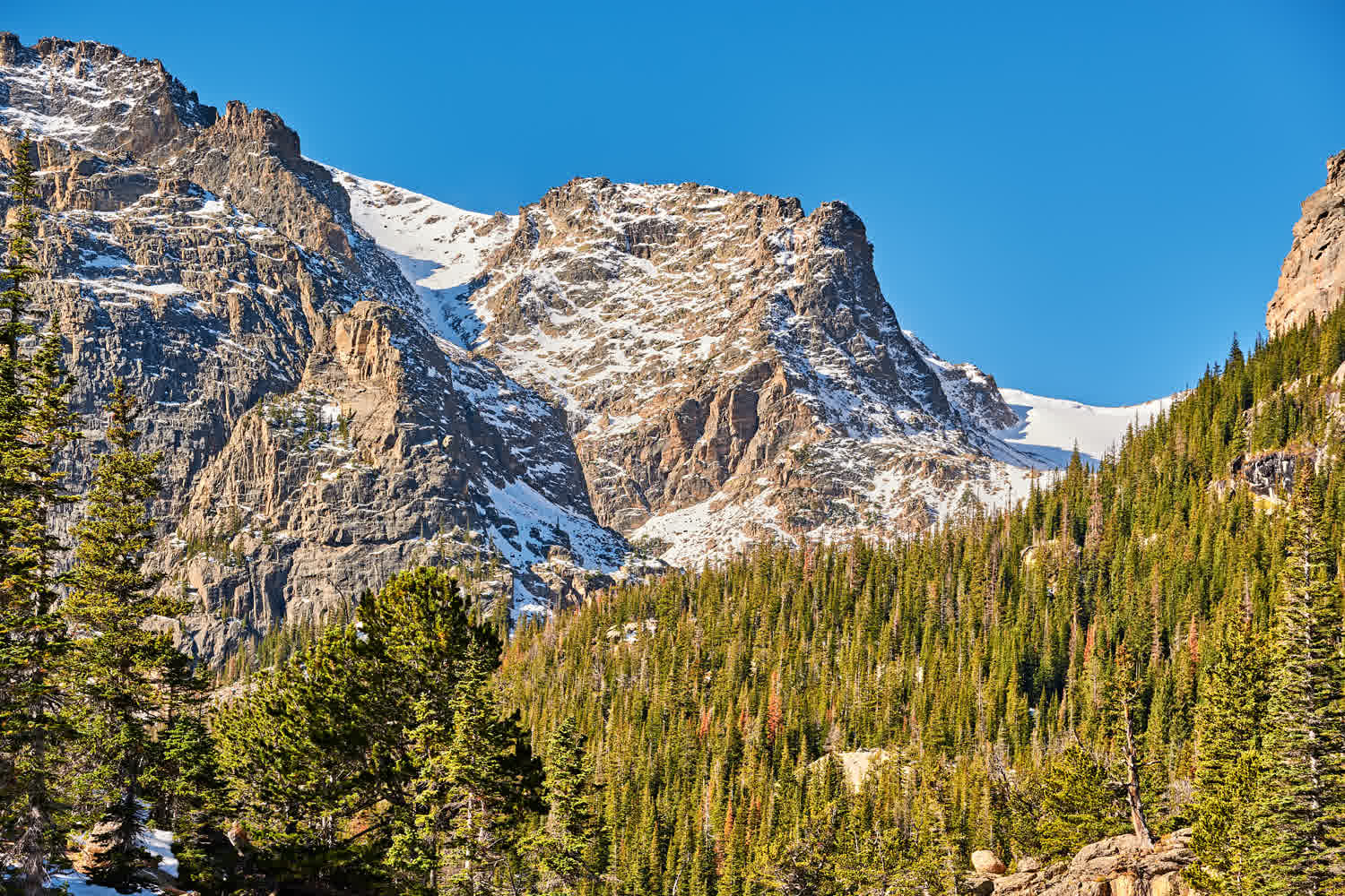 Snow-capped rocky mountain peaks rise above dense evergreen forests under a clear blue sky on a sunny day.