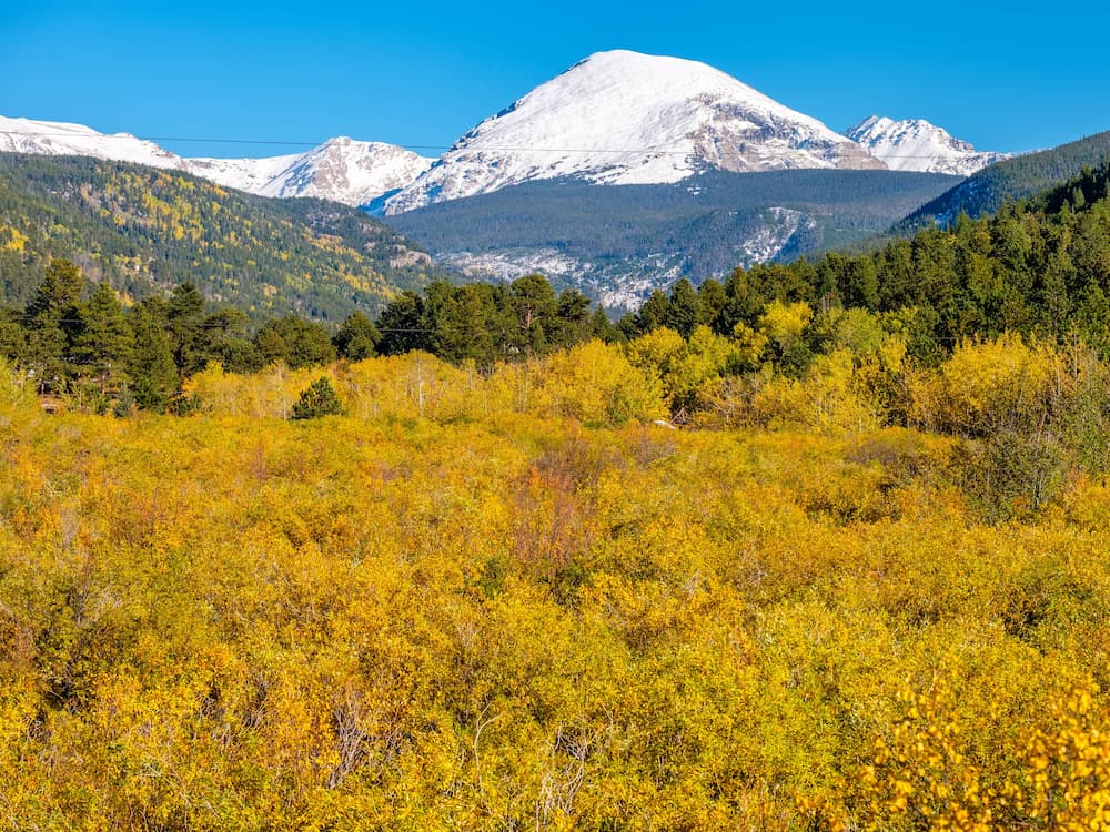 Snow-capped mountains rise above a dense forest of bright yellow and green trees under a clear blue sky on a sunny day.