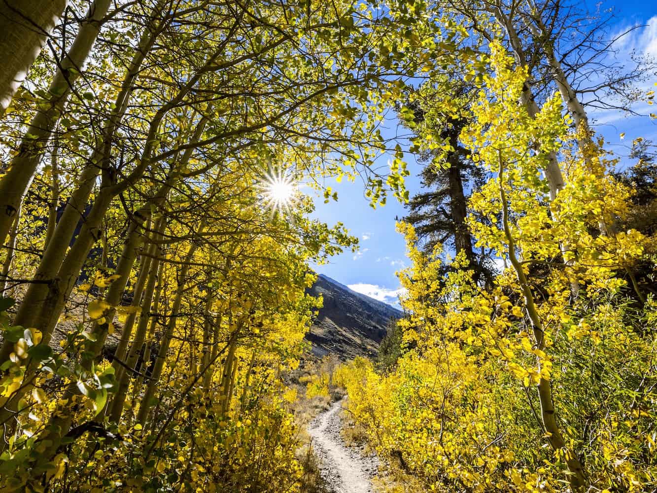 A dirt trail winds through a forest of tall trees with bright yellow autumn leaves, under a clear blue sky with the sun shining through the branches.
