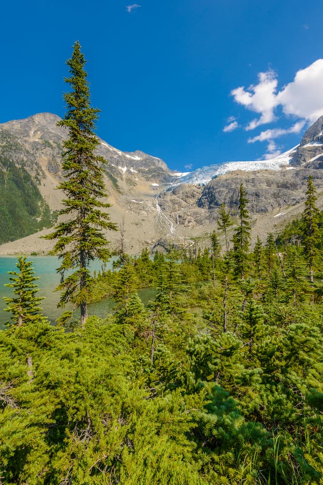 A lush green forest with tall pine trees stands before a turquoise lake and snow-capped mountains under a bright blue sky with a few clouds.